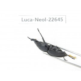Neolucanus sp. China, Guizhou, Qiandongnan, Mt.Leigongshan. 2M. Luca-Neol-22645.