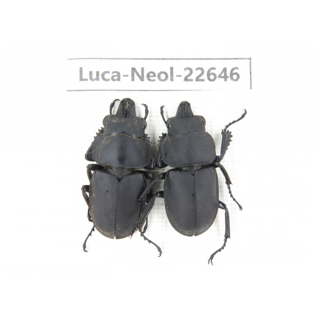 Neolucanus sp. China, Guizhou, Qiandongnan, Mt.Leigongshan. 2M. Luca-Neol-22646.