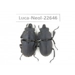 Neolucanus sp. China, Guizhou, Qiandongnan, Mt.Leigongshan. 2M. Luca-Neol-22646.