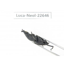 Neolucanus sp. China, Guizhou, Qiandongnan, Mt.Leigongshan. 2M. Luca-Neol-22646.