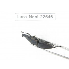 Neolucanus sp. China, Guizhou, Qiandongnan, Mt.Leigongshan. 2M. Luca-Neol-22646.