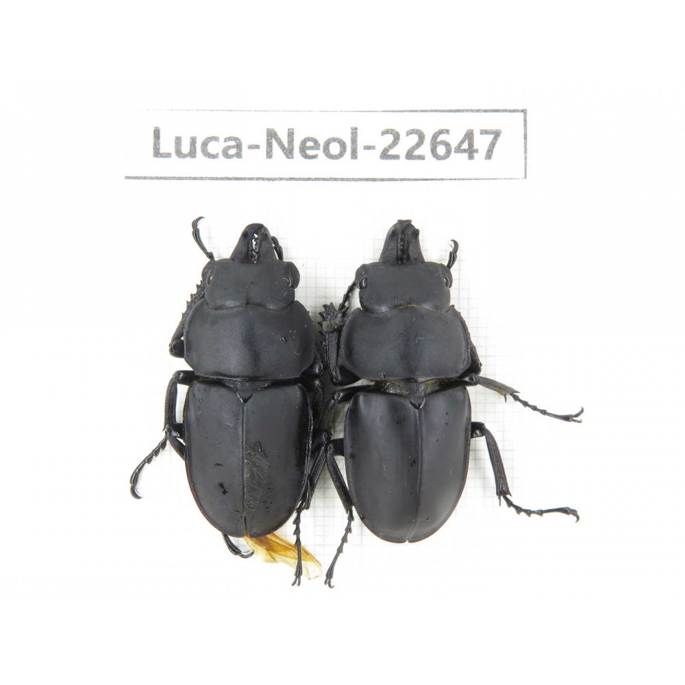Neolucanus sp. China, Guizhou, Qiandongnan, Mt.Leigongshan. 2M. Luca-Neol-22647.
