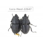 Neolucanus sp. China, Guizhou, Qiandongnan, Mt.Leigongshan. 2M. Luca-Neol-22647.