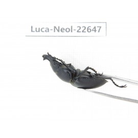 Neolucanus sp. China, Guizhou, Qiandongnan, Mt.Leigongshan. 2M. Luca-Neol-22647.