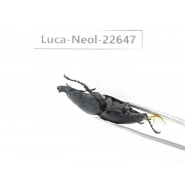 Neolucanus sp. China, Guizhou, Qiandongnan, Mt.Leigongshan. 2M. Luca-Neol-22647.