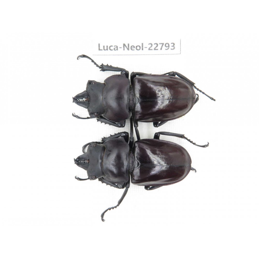 Neolucanus sp. China, Guizhou, Qiandongnan, Mt.Leigongshan. 2M. Luca-Neol-22793.