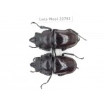 Neolucanus sp. China, Guizhou, Qiandongnan, Mt.Leigongshan. 2M. Luca-Neol-22793.