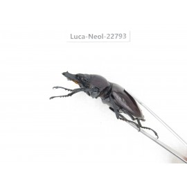 Neolucanus sp. China, Guizhou, Qiandongnan, Mt.Leigongshan. 2M. Luca-Neol-22793.