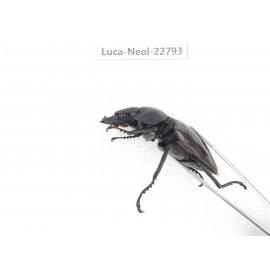 Neolucanus sp. China, Guizhou, Qiandongnan, Mt.Leigongshan. 2M. Luca-Neol-22793.