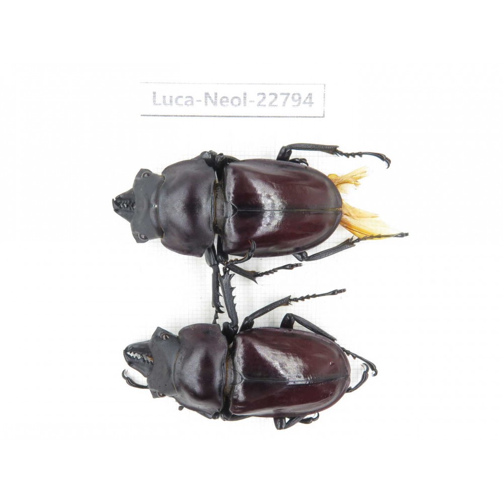 Neolucanus sp. China, Guizhou, Qiandongnan, Mt.Leigongshan. 2M. Luca-Neol-22794.