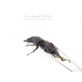 Neolucanus sp. China, Guizhou, Qiandongnan, Mt.Leigongshan. 2M. Luca-Neol-22794.