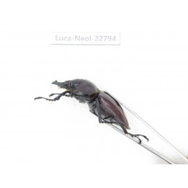 Neolucanus sp. China, Guizhou, Qiandongnan, Mt.Leigongshan. 2M. Luca-Neol-22794.