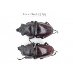 Neolucanus sp. China, Guizhou, Qiandongnan, Mt.Leigongshan. 2M. Luca-Neol-22795.
