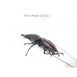 Neolucanus sp. China, Guizhou, Qiandongnan, Mt.Leigongshan. 2M. Luca-Neol-22795.