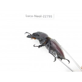 Neolucanus sp. China, Guizhou, Qiandongnan, Mt.Leigongshan. 2M. Luca-Neol-22795.