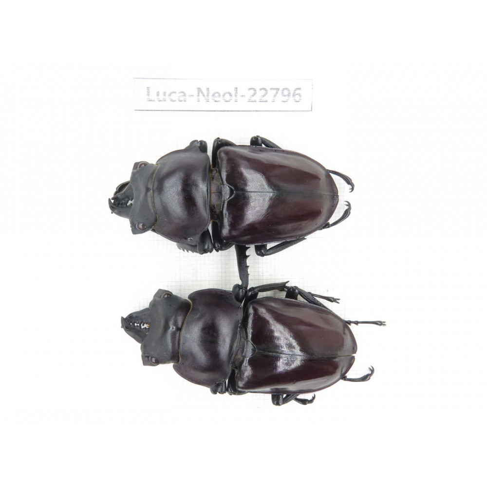 Neolucanus sp. China, Guizhou, Qiandongnan, Mt.Leigongshan. 2M. Luca-Neol-22796.
