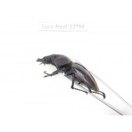 Neolucanus sp. China, Guizhou, Qiandongnan, Mt.Leigongshan. 2M. Luca-Neol-22796.