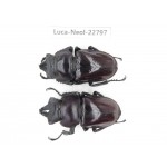 Neolucanus sp. China, Guizhou, Qiandongnan, Mt.Leigongshan. 2M. Luca-Neol-22797.