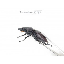 Neolucanus sp. China, Guizhou, Qiandongnan, Mt.Leigongshan. 2M. Luca-Neol-22797.