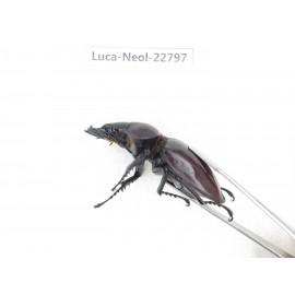 Neolucanus sp. China, Guizhou, Qiandongnan, Mt.Leigongshan. 2M. Luca-Neol-22797.
