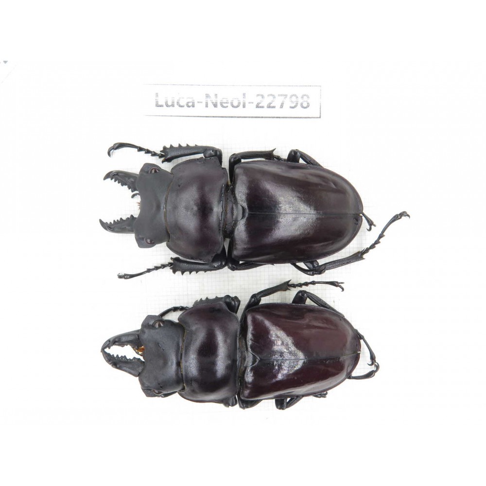 Neolucanus sp. China, Guizhou, Qiandongnan, Mt.Leigongshan. 2M. Luca-Neol-22798.