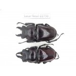 Neolucanus sp. China, Guizhou, Qiandongnan, Mt.Leigongshan. 2M. Luca-Neol-22798.
