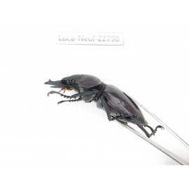 Neolucanus sp. China, Guizhou, Qiandongnan, Mt.Leigongshan. 2M. Luca-Neol-22798.