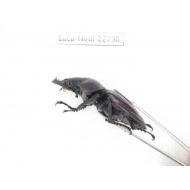 Neolucanus sp. China, Guizhou, Qiandongnan, Mt.Leigongshan. 2M. Luca-Neol-22798.
