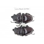 Neolucanus sp. China, Guizhou, Qiandongnan, Mt.Leigongshan. 2M. Luca-Neol-22799.