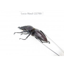 Neolucanus sp. China, Guizhou, Qiandongnan, Mt.Leigongshan. 2M. Luca-Neol-22799.