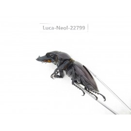 Neolucanus sp. China, Guizhou, Qiandongnan, Mt.Leigongshan. 2M. Luca-Neol-22799.