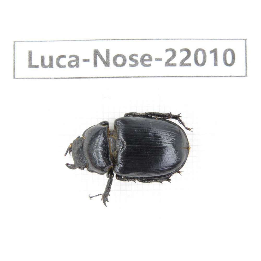 Noseolucanus sp. China, Yunnan, Nujiang, Gongshan county. 1F. Luca-Nose-22010 .