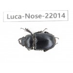Noseolucanus sp. China, Yunnan, Nujiang, Gongshan county. 1F. Luca-Nose-22014 .