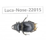 Noseolucanus sp. China, Yunnan, Nujiang, Gongshan county. 1F. Luca-Nose-22015 .
