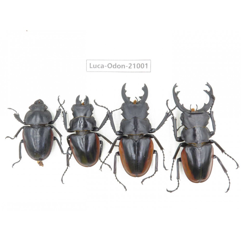 Odontolabis cuvera ssp. China, Guizhou, Qiandongnan area, Mt.Leigongshan.3M1F. Luca-Odon-21001.