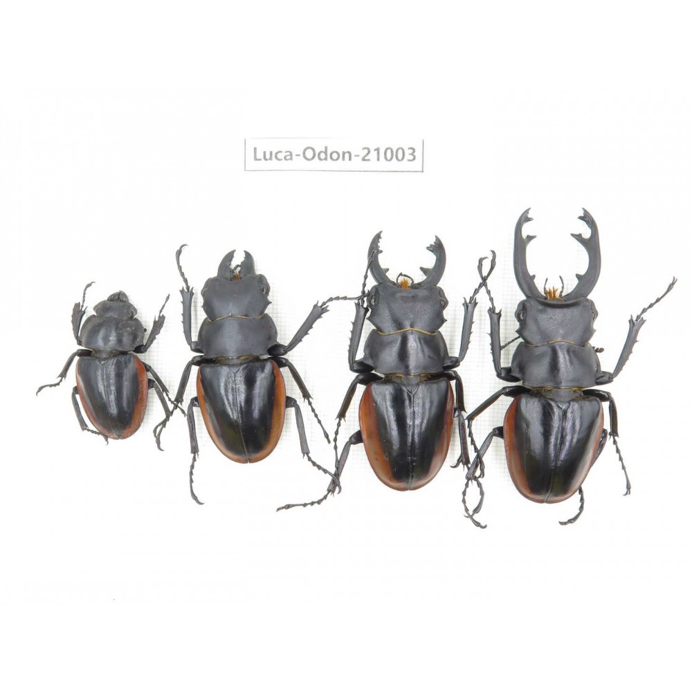 Odontolabis cuvera ssp. China, Guizhou, Qiandongnan area, Mt.Leigongshan.3M1F. Luca-Odon-21003.