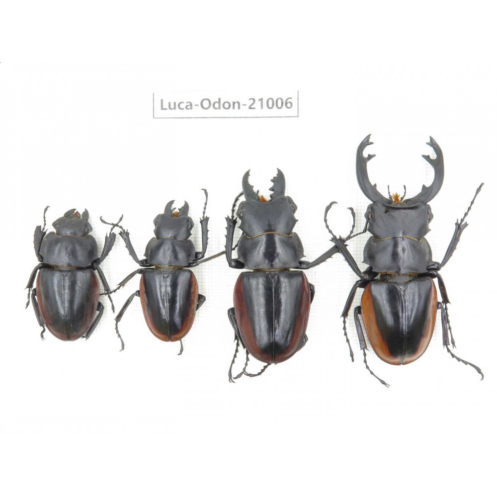 Odontolabis cuvera ssp. China, Guizhou, Qiandongnan area, Mt.Leigongshan.3M1F. Luca-Odon-21006.