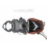 Odontolabis cuvera fallaciosa. China, Guangxi, Baise, Mt.Cenwanglaoshan. 1M. Luca-Odon-22088.