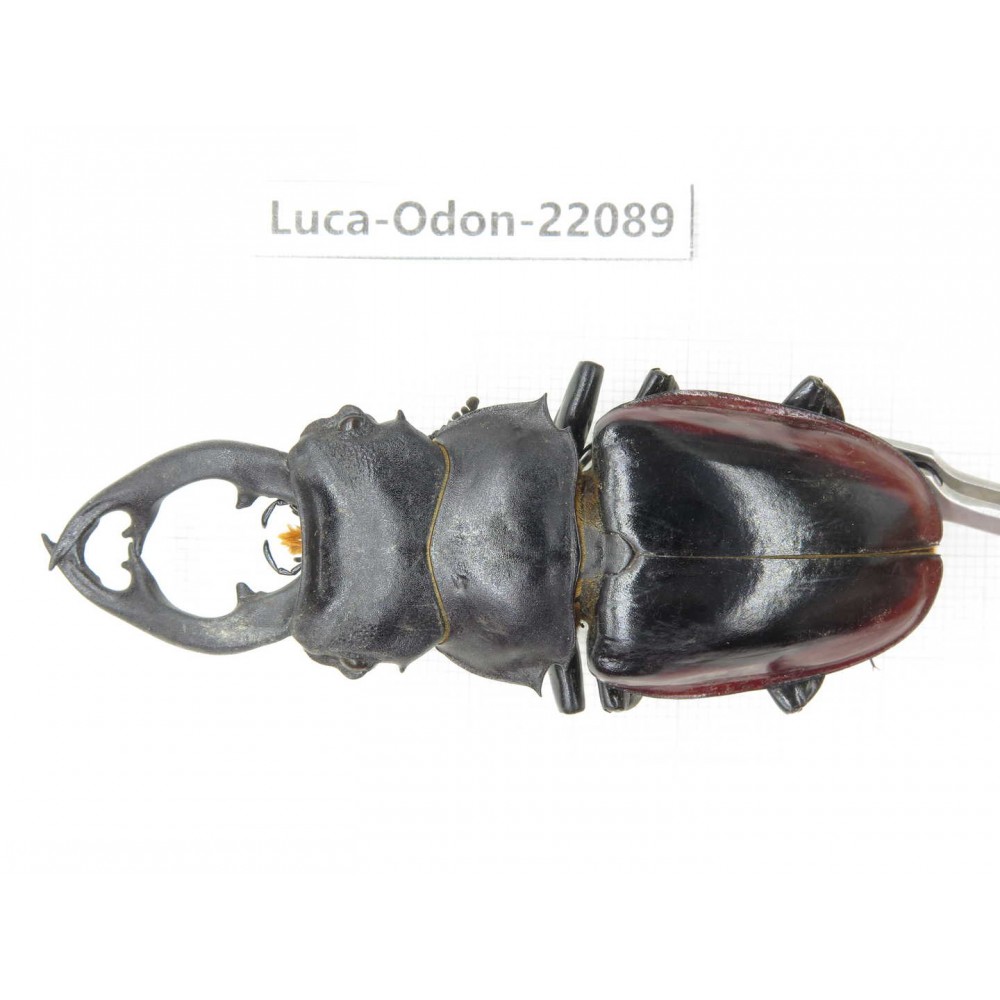 Odontolabis cuvera fallaciosa. China, Guangxi, Baise, Mt.Cenwanglaoshan. 1M. Luca-Odon-22089.