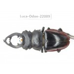 Odontolabis cuvera fallaciosa. China, Guangxi, Baise, Mt.Cenwanglaoshan. 1M. Luca-Odon-22089.