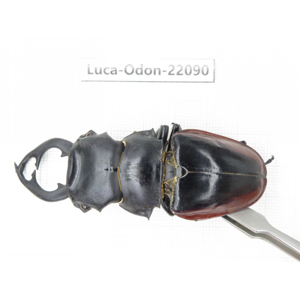 Odontolabis cuvera fallaciosa. China, Guangxi, Baise, Mt.Cenwanglaoshan. 1M. Luca-Odon-22090.