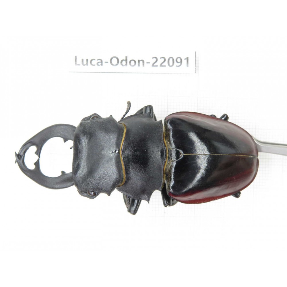Odontolabis cuvera fallaciosa. China, Guangxi, Baise, Mt.Cenwanglaoshan. 1M. Luca-Odon-22091.