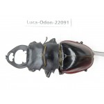 Odontolabis cuvera fallaciosa. China, Guangxi, Baise, Mt.Cenwanglaoshan. 1M. Luca-Odon-22091.