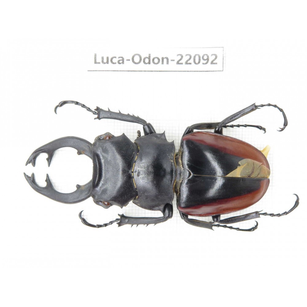 Odontolabis cuvera fallaciosa. China, Guangxi, Baise, Mt.Cenwanglaoshan. 1M. Luca-Odon-22092.