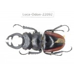 Odontolabis cuvera fallaciosa. China, Guangxi, Baise, Mt.Cenwanglaoshan. 1M. Luca-Odon-22092.