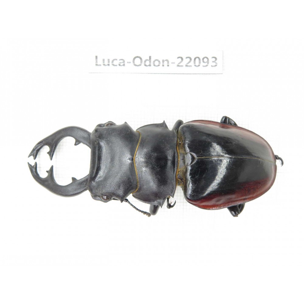 Odontolabis cuvera fallaciosa. China, Guangxi, Baise, Mt.Cenwanglaoshan. 1M. Luca-Odon-22093.