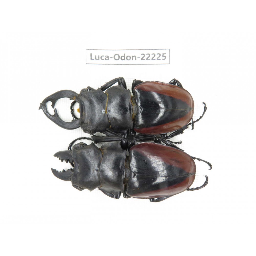 Odontolabis cuvera cuvera. China, Myanmar, Kechin area, Nanse. 2M. Luca-Odon-22225.