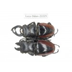 Odontolabis cuvera cuvera. China, Myanmar, Kechin area, Nanse. 2M. Luca-Odon-22225.