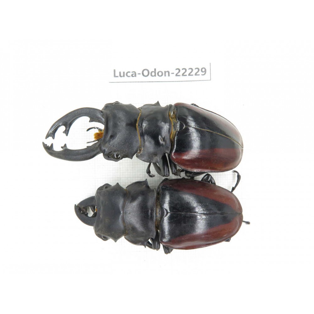 Odontolabis cuvera cuvera. China, Myanmar, Kechin area, Nanse. 2M. Luca-Odon-22229.