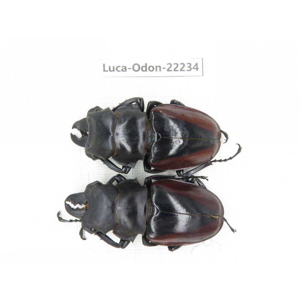 Odontolabis cuvera cuvera. China, Myanmar, Kechin area, Nanse. 2M. Luca-Odon-22234.